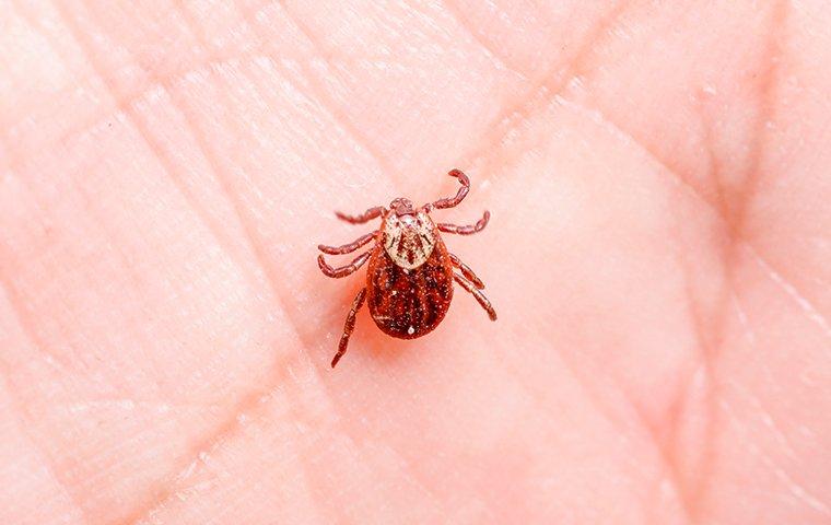 What You Should Know If Bitten By A Tick In Auburn